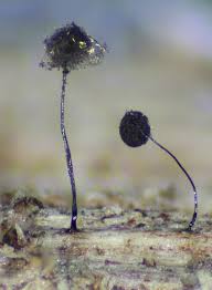 Attēlu rezultāti vaicājumam “Paradiacheopsis sp.”