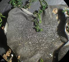 Attēlu rezultāti vaicājumam “Leptogium saturninum”