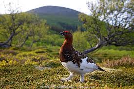 Attēlu rezultāti vaicājumam “Lagopus lagopus male”