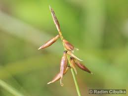 Attēlu rezultāti vaicājumam “Carex pulicaris”