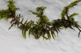 Attēlu rezultāti vaicājumam “Antitrichia curtipendula macro”