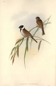 Attēlu rezultāti vaicājumam “Emberiza schoeniclus”