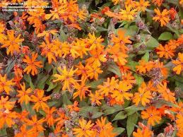 Attēlu rezultāti vaicājumam “Silene x arkwrightii Vesuvius flower”