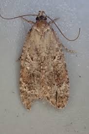Attēlu rezultāti vaicājumam “Agonopterix hypericella”