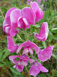 Attēlu rezultāti vaicājumam “Lathyrus latifolius flower”