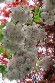 Attēlu rezultāti vaicājumam “Prunus (sakura)”