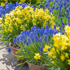 Attēlu rezultāti vaicājumam “Muscari armeniacum flower”