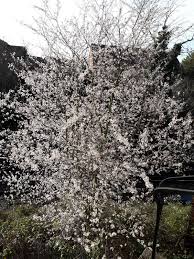 Attēlu rezultāti vaicājumam “Prunus cerasifera var. divaricata”