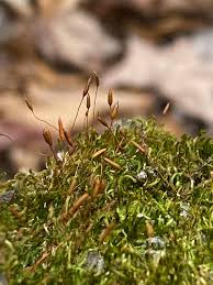 Attēlu rezultāti vaicājumam “Platygyrium repens”