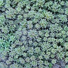 Attēlu rezultāti vaicājumam “Sedum hispanicum leaf”