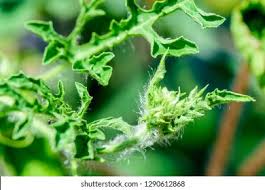 Attēlu rezultāti vaicājumam “Citrullus lanatus leaf”