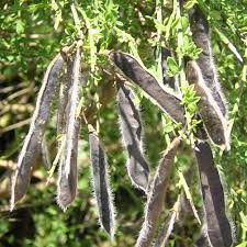 Attēlu rezultāti vaicājumam “Cytisus scoparius fruit”