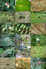 Attēlu rezultāti vaicājumam “Rabdophaga heterobia”