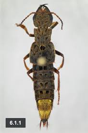 Attēlu rezultāti vaicājumam “Ontholestes murinus”