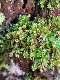 Attēlu rezultāti vaicājumam “Tetraphis pellucida”