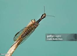 Attēlu rezultāti vaicājumam “Raphidioptera imago”