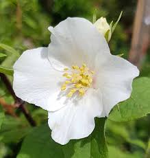 Attēlu rezultāti vaicājumam “Philadelphus coronarius”