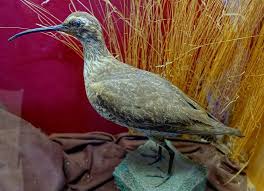 Image result for Numenius borealis