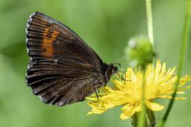 Attēlu rezultāti vaicājumam “Erebia ligea upperside”