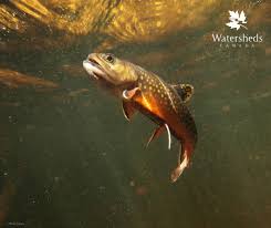 Image result for Salvelinus fontinalis