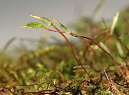 Attēlu rezultāti vaicājumam “Eurhynchium praelongum”