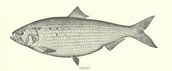 Image result for Alosa sapidissima