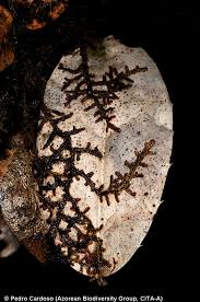 Attēlu rezultāti vaicājumam “Frullania tamarisci”