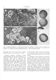 Attēlu rezultāti vaicājumam “Reticularia jurana spores”