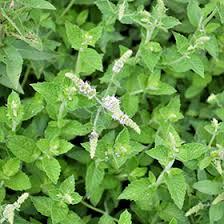 Attēlu rezultāti vaicājumam “Mentha spicata”