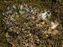 Attēlu rezultāti vaicājumam “Peltigera polydactylon”