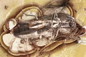 Attēlu rezultāti vaicājumam “Elateridae”