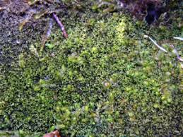 Attēlu rezultāti vaicājumam “Kurzia pauciflora”