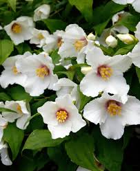 Attēlu rezultāti vaicājumam “Philadelphus lemoinei flower”