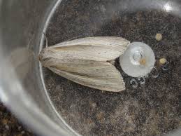 Attēlu rezultāti vaicājumam “Mythimna flammea”