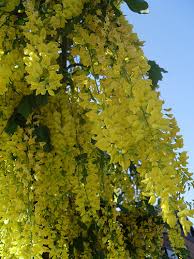 Attēlu rezultāti vaicājumam “Laburnum anagyroides”