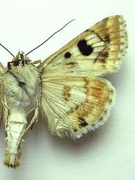 Attēlu rezultāti vaicājumam “Protoschinia scutosa”