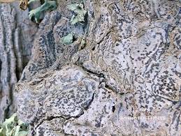 Attēlu rezultāti vaicājumam “Arthonia leucopellaea”