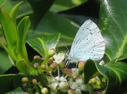 Attēlu rezultāti vaicājumam “Celastrina argiolus underside”