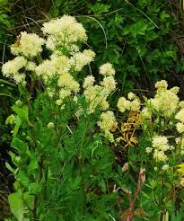 Attēlu rezultāti vaicājumam “Thalictrum flavum flower”