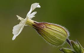 Attēlu rezultāti vaicājumam “Silene latifolia subsp. alba flower”
