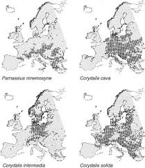 Attēlu rezultāti vaicājumam “Parnassius mnemosyne underside”