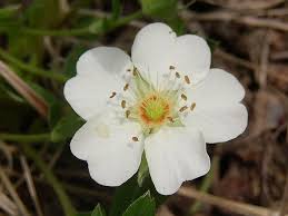 Attēlu rezultāti vaicājumam “Potentilla alba”