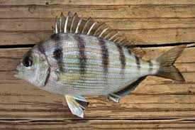 Image result for Archosargus rhomboidalis