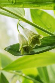 Attēlu rezultāti vaicājumam “Polygonatum odoratum bud”