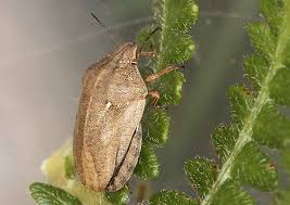 Attēlu rezultāti vaicājumam “Eurygaster testudinaria”