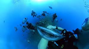 Image result for Guildford British Sub Aqua Club