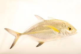 Image result for Caranx melampygus