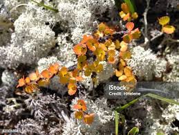 Attēlu rezultāti vaicājumam “Betula nana flower”