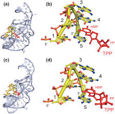 Image result for the end of the t-loop structure
