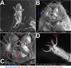 Attēlu rezultāti vaicājumam “Nardia scalaris cells”